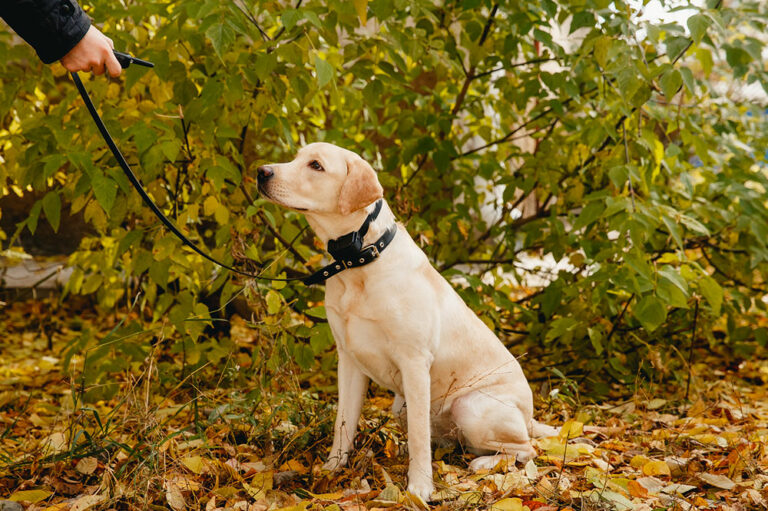 6 benefits of invisible wireless electric dog fences